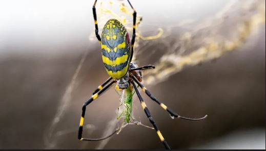 Parachuting Spiders: Are They Invading the East Coast?